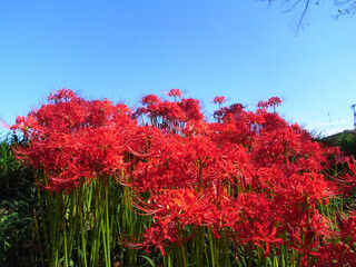 Cluster amaryllis in Japan
日本の彼岸花