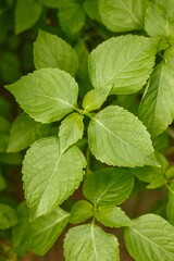 Close up Tree Basil, Ocimum gratissimum. Can be used as a cooking ingredient.