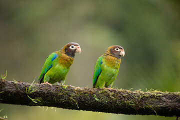 Grauwangenpapagei (Pyrilia haematotis) in Costa Rica