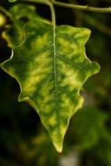 Plant diseases cause damage to plants and leaves.