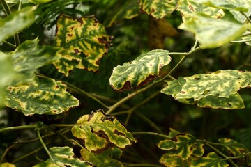 Plant diseases cause damage to plants and leaves.