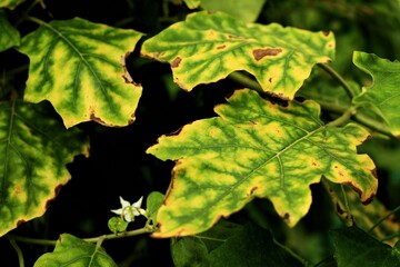 Fototapeta na wymiar Plant diseases cause damage to plants and leaves.