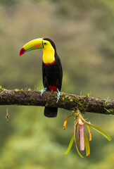 Fischertukan (Ramphastos sulfuratus) in Costa Rica