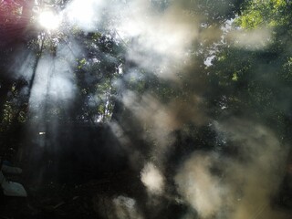 Abstract there is light shining through the dirty smoke floating in the forest.