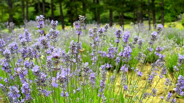Close up of bees pollinating lavender on sunny calm day. Full-HD peaceful footage with plants battered by the wind and distant blurred tree trunks on background, no people