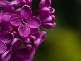 Lilac flower close-up