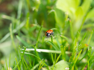 Ladybug on green grass © Karol