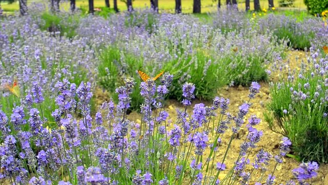 Close-up butterfly full-HD footage with bees pollinating lavender on a sunny peaceful day.  Calm tranquil scenery in green, yellow and purple with plants battered by wind