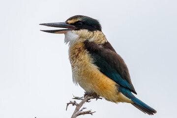 Sacred Kingfisher in New Zealand