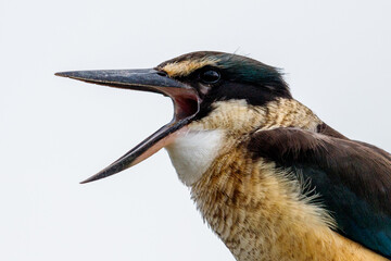 Sacred Kingfisher in New Zealand