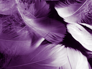 Fototapeta premium Beautiful abstract white and purple feathers on black background and soft white feather texture on white pattern and purple background, feather pink background, purple banners
