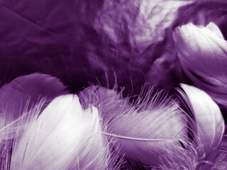 Obraz premium Beautiful abstract white and purple feathers on black background and soft white feather texture on white pattern and purple background, feather pink background, purple banners