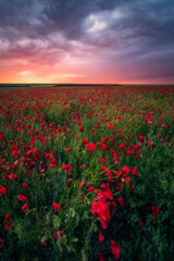 Obraz premium Gorgeous sunrise sunset during storm in a poppy field