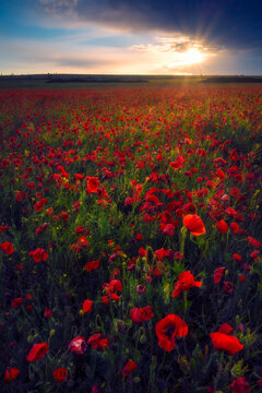 Beautiful sunrise sunset after storm with sunbeam from the clouds in a poppy field © ionutpetrea