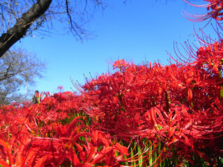 Cluster amaryllis in Japan
日本の彼岸花