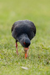 Variable Oystercatcher in New Zealand