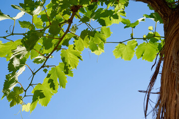 A branch of grape leaves against a clear blue sky. Copy space.