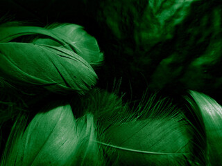 Beautiful abstract white and green feathers on black background and soft white feather texture on white pattern and green background, feather background, green banners