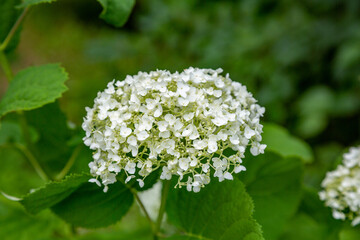 Bright summer flower bloomed in a botanical greenhouse