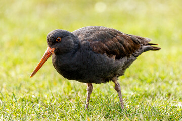 Variable Oystercatcher in New Zealand