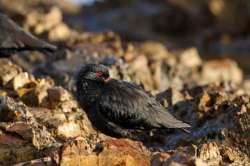 Variable Oystercatcher in New Zealand
