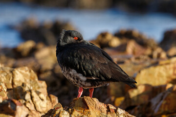 Variable Oystercatcher in New Zealand
