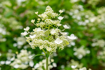 Bright summer flower bloomed in a botanical greenhouse