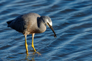 White-faced Heron in New Zealand