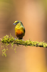 Olivrückenorganist (Euphonia gouldi) in Costa Rica