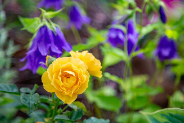 Bright summer flower bloomed in a botanical greenhouse