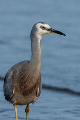 White-faced Heron in New Zealand