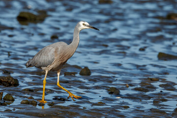 White-faced Heron in New Zealand
