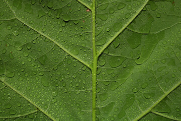 Green leaf with rain waterdrops