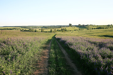 Fototapeta na wymiar landscape wildflowers / large field and sky landscape in the village, purple flowers wildlife