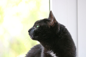 A black cat with green eyes sits on a window sill and looks back at the street. Selective focus