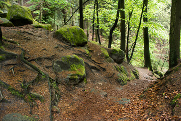 Czech National Park.  Magic forest. Czech Republic. 