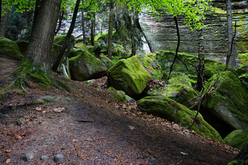 Czech National Park.  Magic forest. Czech Republic. 
