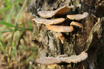 Hongos silvestres en un tronco seco
