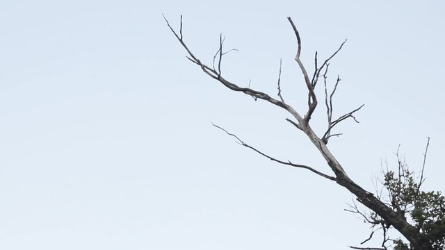 Dead tree isolated on white background - Loop video of forest with silhouette of dark branches on light skies.