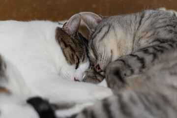 仲良く寝る　　キジトラ猫とサバトラ猫