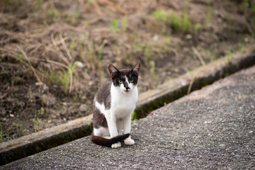 猫がいる風景　　白黒猫　　田舎の風景