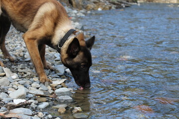 Perrito bebiendo agua del río