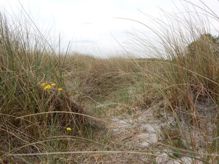 grass on the beach