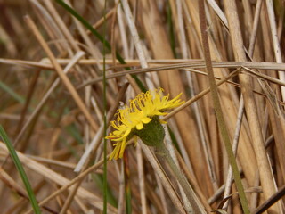 yellow dandelion flower