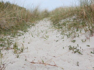 grass on the beach