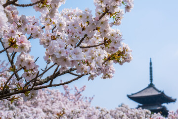 京都　仁和寺の桜