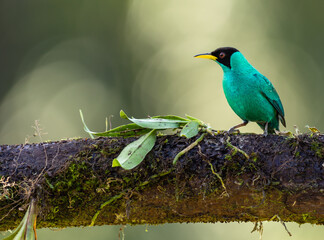 Kappennaschvogel (Chlorophanes spiza) in Costa Rica