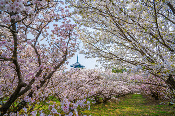 京都　仁和寺の桜