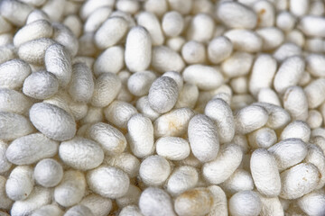 Thai Silk and Cocoon