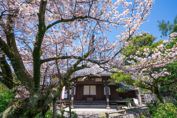 京都　日限地蔵（ひぎりじぞう）の桜